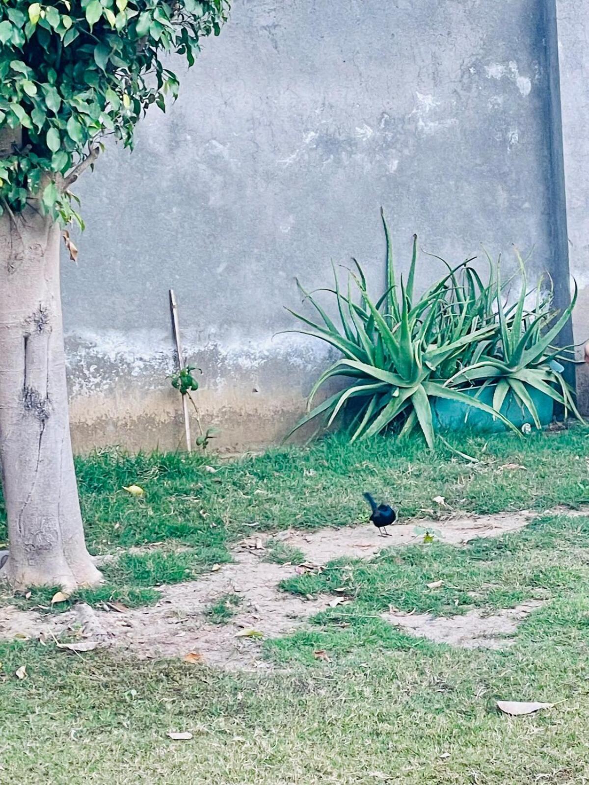 Sukoon Farm Villa Gurgaon Exteriör bild